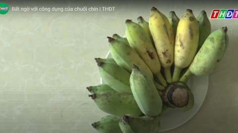 Bất ngờ với công dụng của chuối chín- Truyền hình Đồng tháp