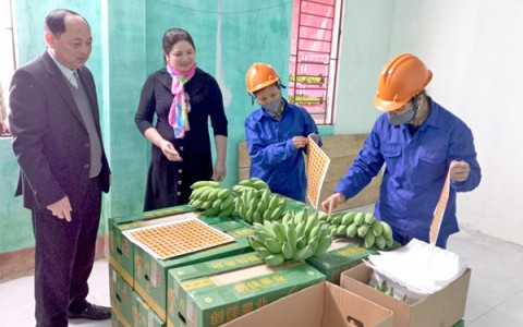 Phú Thọ đẩy mạnh phát triển vùng sản xuất gắn với xây dựng thương hiệu cho sản phẩm chuối