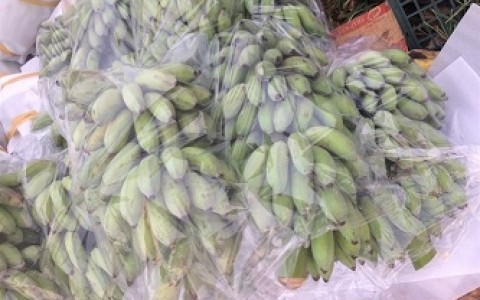 Chuối Phú Thọ nhộn nhịp 'xuất ngoại'!