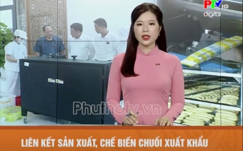 Câu chuyện về sản phẩm chuối sấy: Từ loại quả thông dụng đến món ngon thời hiện đại